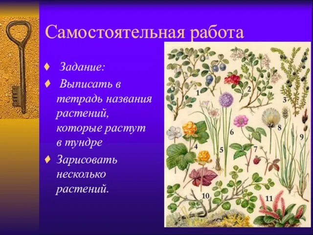 Самостоятельная работа Задание: Выписать в тетрадь названия растений, которые растут в тундре Зарисовать несколько растений.