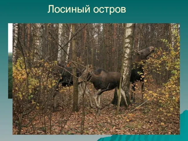 Лосиный остров