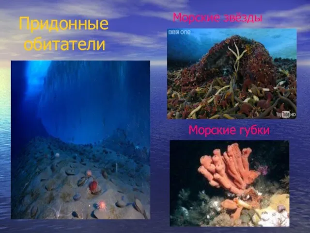 Придонные обитатели Морские звёзды Морские губки