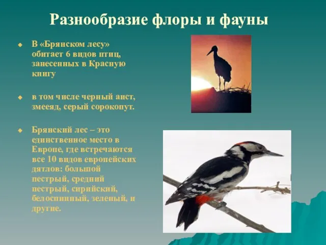 Разнообразие флоры и фауны В «Брянском лесу» обитает 6 видов птиц, занесенных