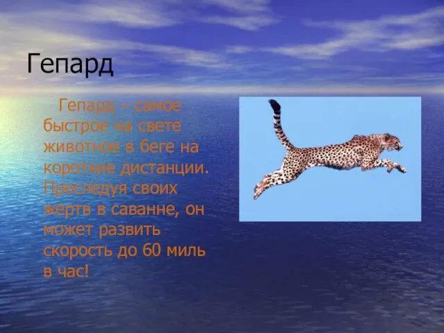 Гепард Гепард – самое быстрое на свете животное в беге на короткие