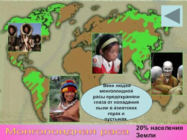 Монголоидная раса 20% населения Земли Веки людей монголоидной расы предохраняли глаза от