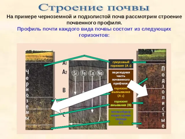 Строение почвы На примере черноземной и подзолистой почв рассмотрим строение почвенного профиля.