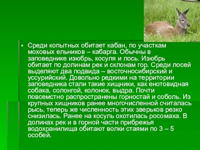 Среди копытных обитает кабан, по участкам моховых ельников – кабарга. Обычны в