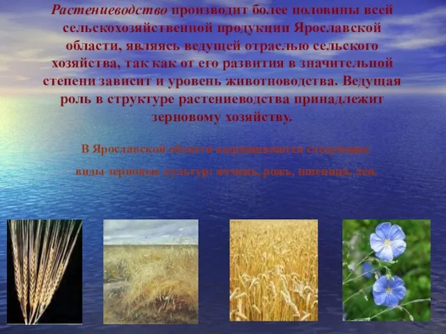 Растениеводство производит более половины всей сельскохозяйственной продукции Ярославской области, являясь ведущей отраслью