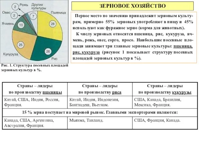 ЗЕРНОВОЕ ХОЗЯЙСТВО Первое место по значению принадлежит зерновым культу-рам, примерно 55% зерновых