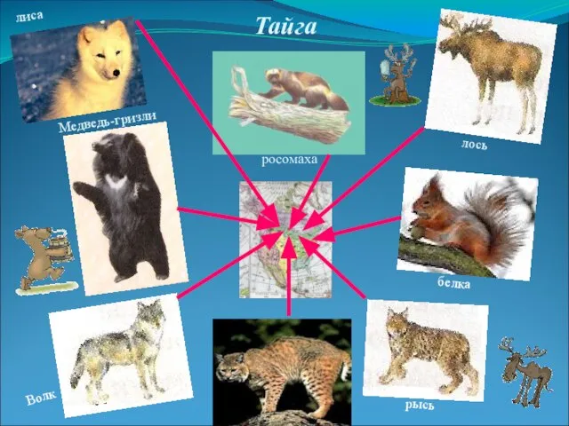 Тайга лиса Медведь-гризли Волк рысь белка лось росомаха