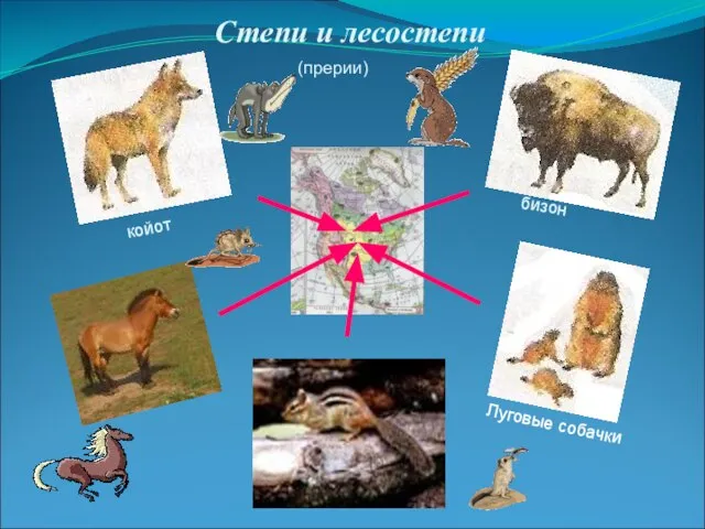 Степи и лесостепи койот бизон Луговые собачки (прерии)