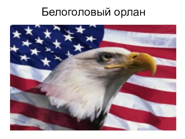 Белоголовый орлан