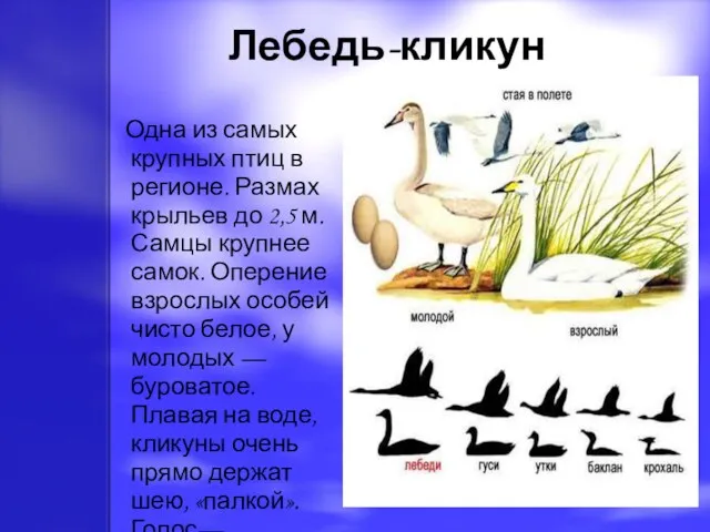 Лебедь-кликун Одна из самых крупных птиц в регионе. Размах крыльев до 2,5