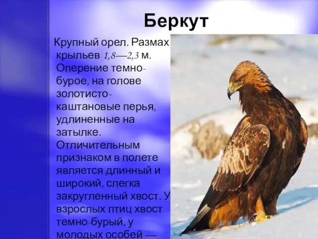 Беркут Крупный орел. Размах крыльев 1,8—2,3 м. Оперение темно-бурое, на голове золотисто-каштановые