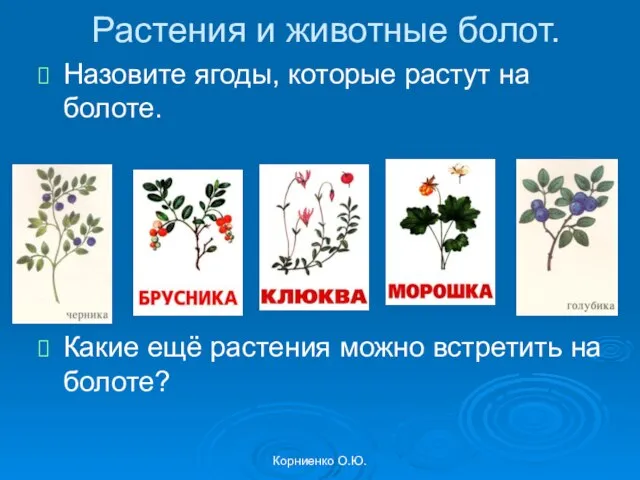 Корниенко О.Ю. Растения и животные болот. Назовите ягоды, которые растут на болоте.