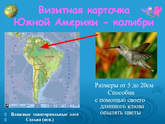 Визитная карточка Южной Америки - колибри Размеры от 5 до 20см Способна