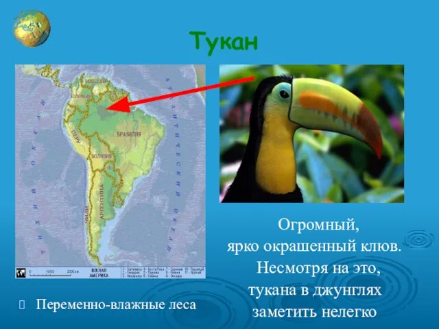 Тукан Огромный, ярко окрашенный клюв. Несмотря на это, тукана в джунглях заметить нелегко Переменно-влажные леса