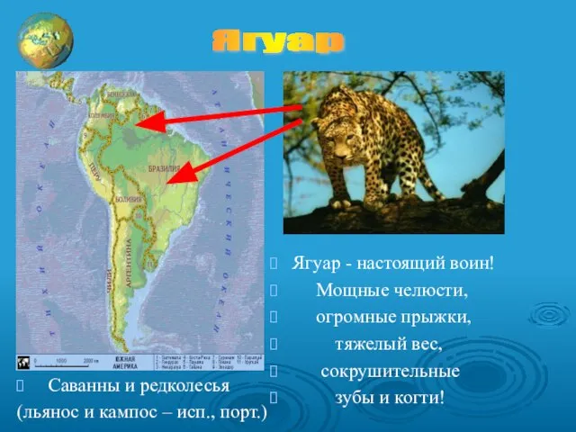 Саванны и редколесья (льянос и кампос – исп., порт.) Ягуар - настоящий