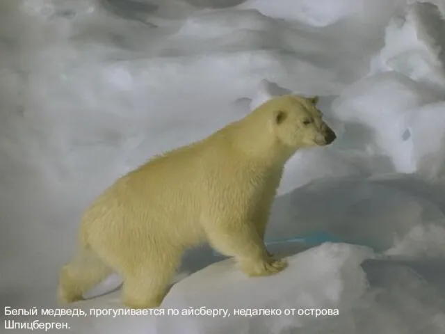 Белый медведь, прогуливается по айсбергу, недалеко от острова Шпицберген.