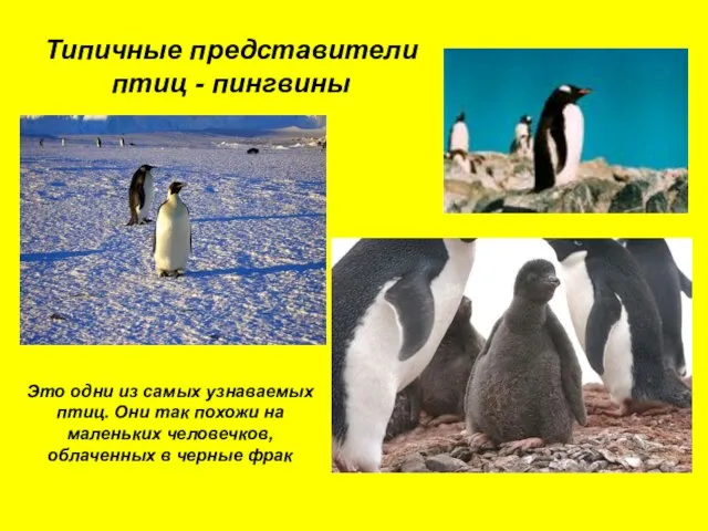 Типичные представители птиц - пингвины Это одни из самых узнаваемых птиц. Они