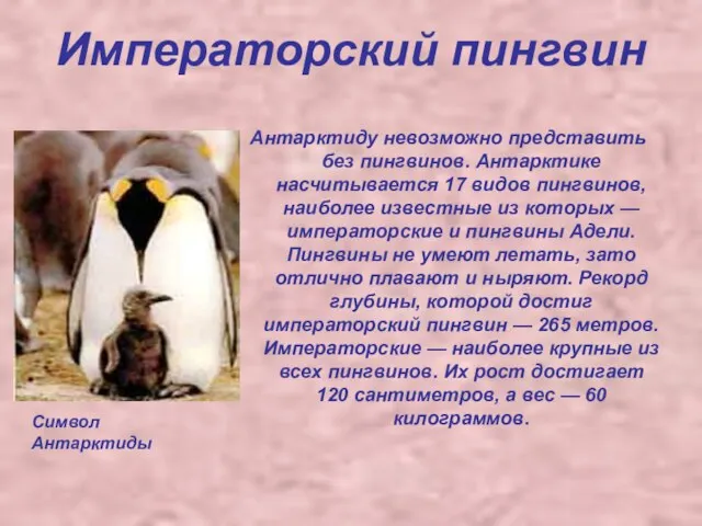 Императорский пингвин Антарктиду невозможно представить без пингвинов. Антарктике насчитывается 17 видов пингвинов,