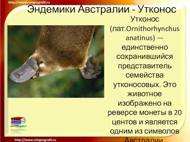 Эндемики Австралии - Утконос Утконос (лат.Ornithorhynchus anatinus) — единственно сохранившийся представитель семейства