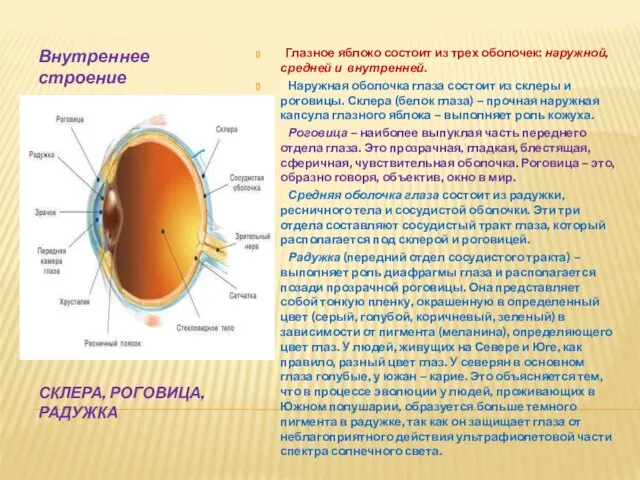 Склера, роговица, радужка Внутреннее строение органа зрения. Глазное яблоко состоит из трех