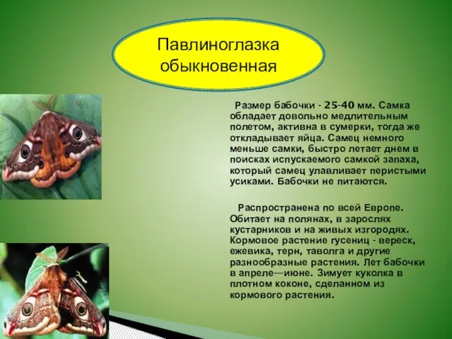 Размер бабочки - 25-40 мм. Самка обладает довольно медлительным полетом, активна в