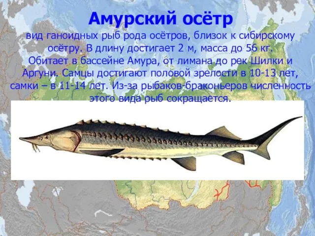 Амурский осётр вид ганоидных рыб рода осётров, близок к сибирскому осётру. В