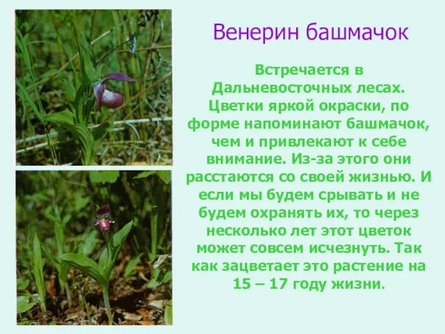 Венерин башмачок Встречается в Дальневосточных лесах. Цветки яркой окраски, по форме напоминают