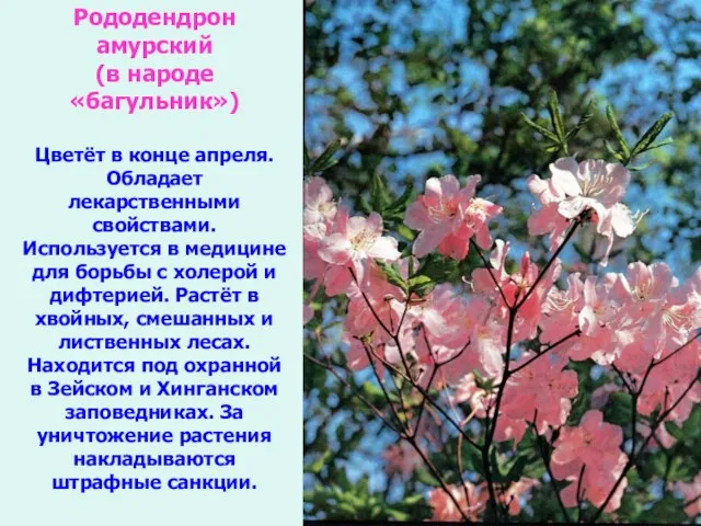 Рододендрон амурский (в народе «багульник») Цветёт в конце апреля. Обладает лекарственными свойствами.