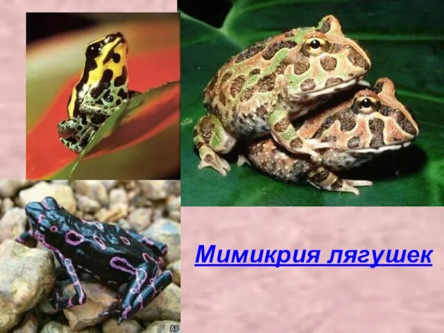 Мимикрия лягушек