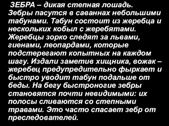 ЗЕБРА – дикая степная лошадь. Зебры пасутся в саваннах небольшими табунами. Табун