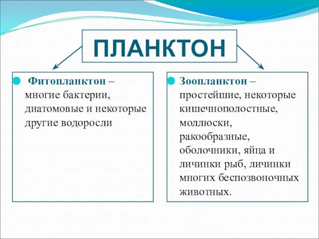 Зоопланктон – простейшие, некоторые кишечнополостные, моллюски, ракообразные, оболочники, яйца и личинки рыб,