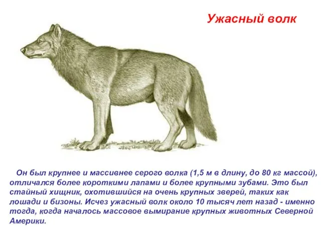 Ужасный волк Он был крупнее и массивнее серого волка (1,5 м в