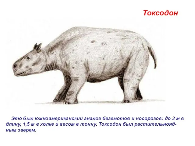 Токсодон Это был южноамериканский аналог бегемотов и носорогов: до 3 м в