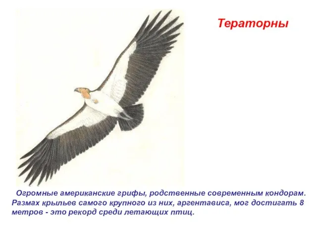 Тераторны Огромные американские грифы, родственные современным кондорам. Размах крыльев самого крупного из