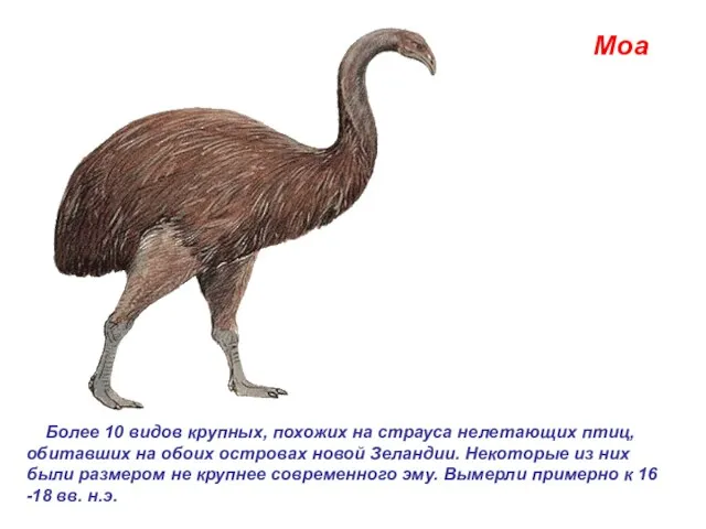 Моа Более 10 видов крупных, похожих на страуса нелетающих птиц, обитавших на