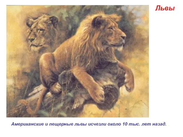 Львы Американские и пещерные львы исчезли около 10 тыс. лет назад. .