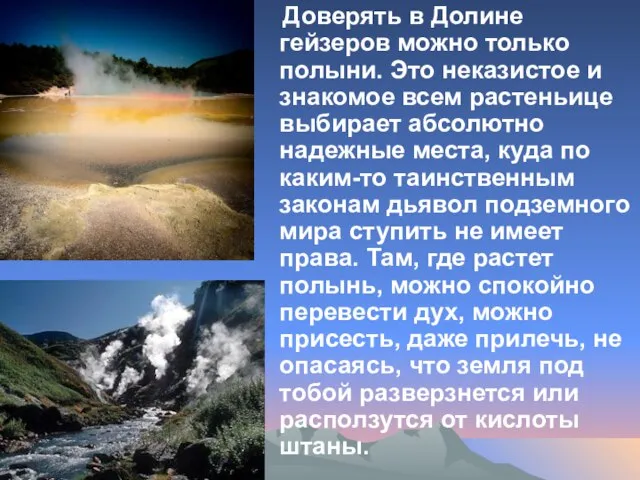 Доверять в Долине гейзеров можно только полыни. Это неказистое и знакомое всем