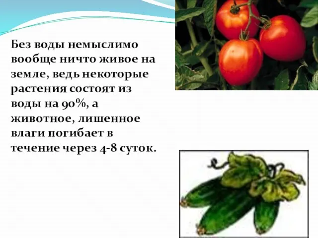 Без воды немыслимо вообще ничто живое на земле, ведь некоторые растения состоят