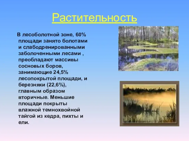 Растительность В лесоболотной зоне, 60% площади занято болотами и слабодренированными заболоченными лесами