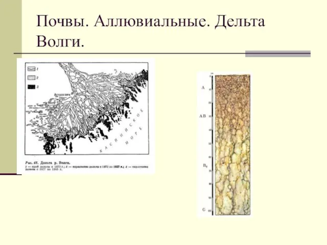 Почвы. Аллювиальные. Дельта Волги.