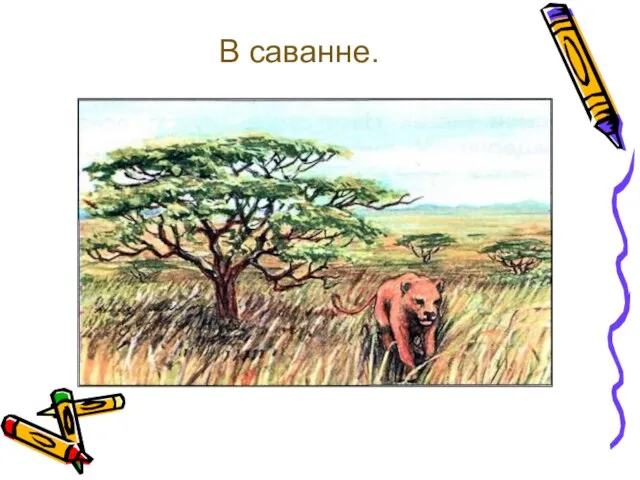 В саванне.