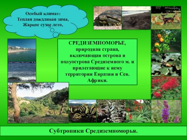 Субтропики Средиземноморья. СРЕДИЗЕМНОМОРЬЕ, природная страна, включающая острова и полуострова Средиземного м. и