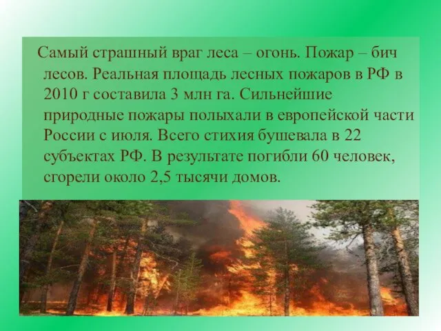 Самый страшный враг леса – огонь. Пожар – бич лесов. Реальная площадь