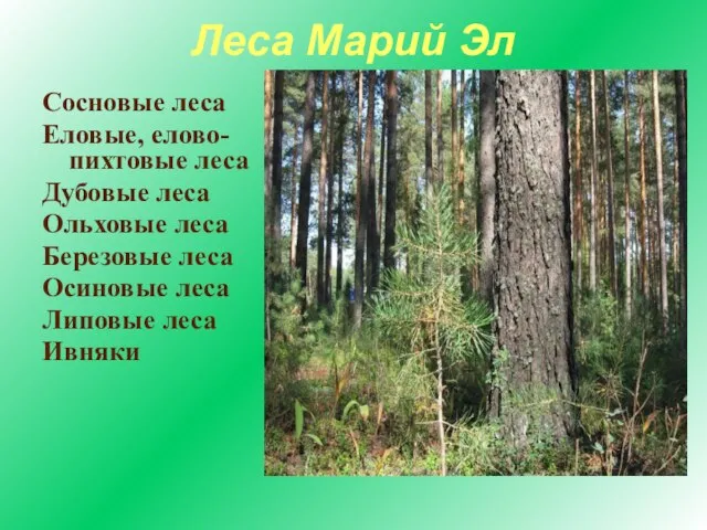 Леса Марий Эл Сосновые леса Еловые, елово-пихтовые леса Дубовые леса Ольховые леса