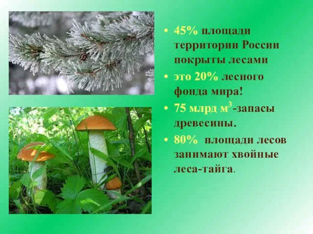 45% площади территории России покрыты лесами это 20% лесного фонда мира! 75