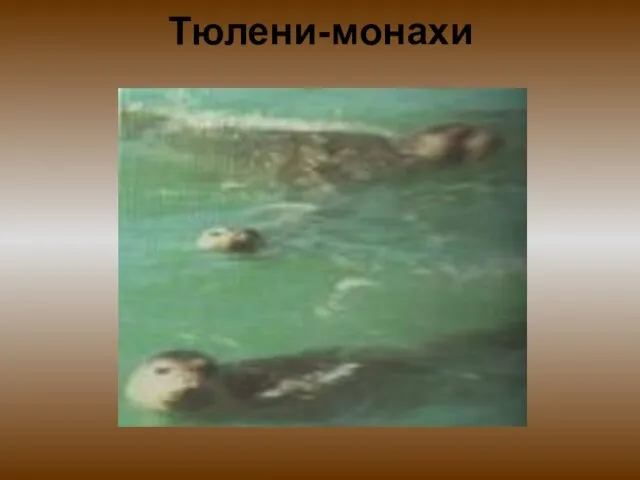 Тюлени-монахи