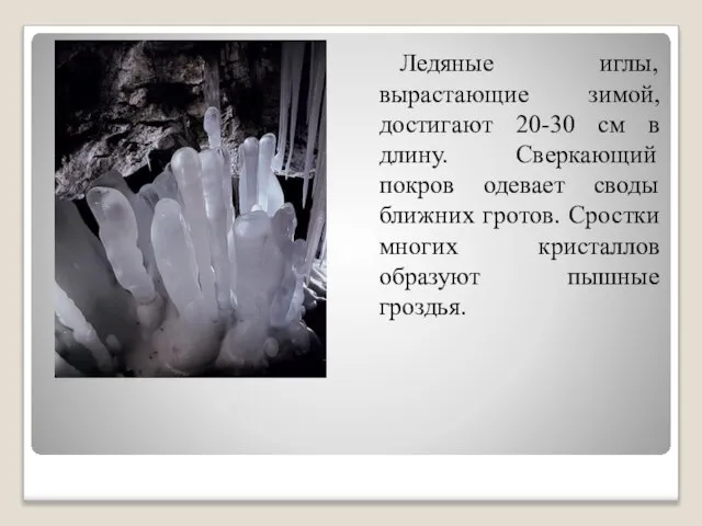 Ледяные иглы, вырастающие зимой, достигают 20-30 см в длину. Сверкающий покров одевает