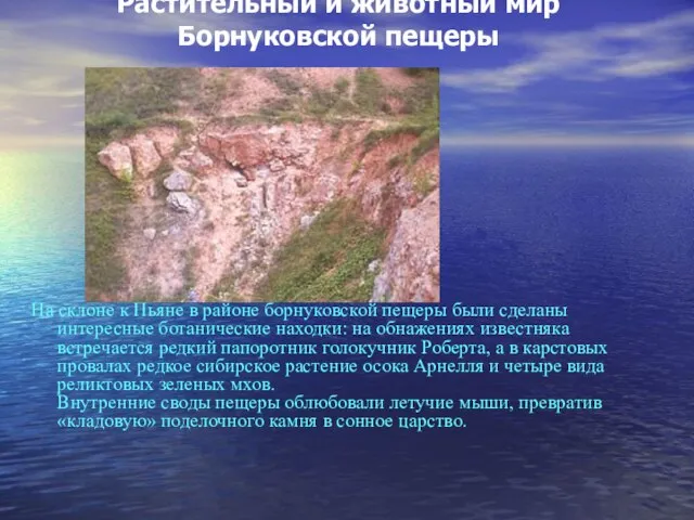 Растительный и животный мир Борнуковской пещеры На склоне к Пьяне в районе