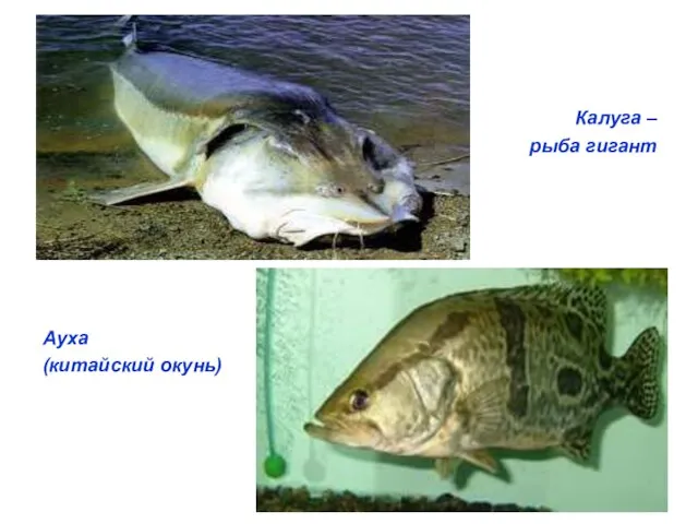 Калуга – рыба гигант Ауха (китайский окунь)