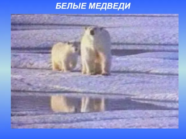 БЕЛЫЕ МЕДВЕДИ